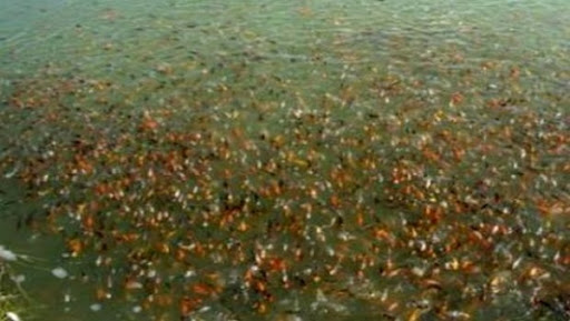 Ensemencement de 400.000 alevins de carpe dans les barrages de Mila