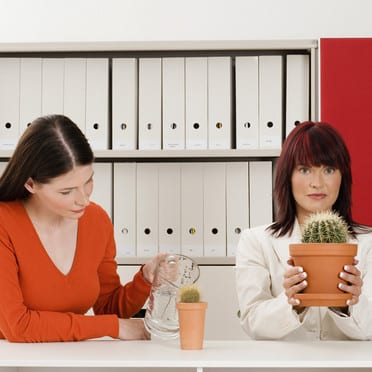 Entretenir un cactus