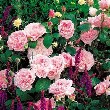 Entretenir un rosier