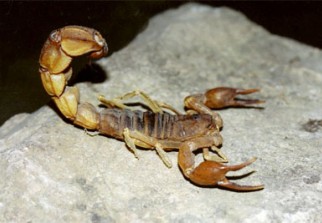 Envenimation scorpionique : 1.856 cas durant le 1er semestre 2016 à El Oued