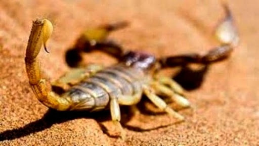 Envenimation scorpionique: plus de 1.850 cas durant le 1er semestre 2016 à El Oued
