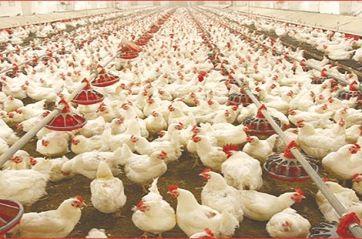 Epidémie “Newcastle”: La DSA d’Oran lance un plan d’urgence