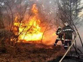 Feux de forêts : plus de 6.000 hectares partis en fumée sur deux mois