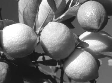 Flambée des prix : Le citron à 300 DA le kilo