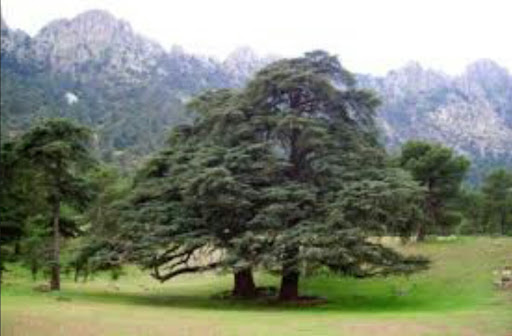 Forêt d’Ain Antar : Un paradis au pied de l’Ouarsenis