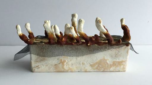 Grâce aux champignons, on peut créer du faux cuir, plus respectueux de la nature