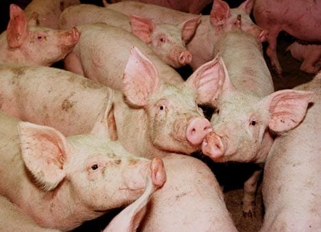 Grippe A : Provoque plus de dommage chez les animaux