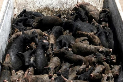 Grippe porcine : En Egypte, le massacre des porcs continue