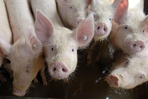 Grippe porcine : Une nouvelle souche du virus découverte au Canada