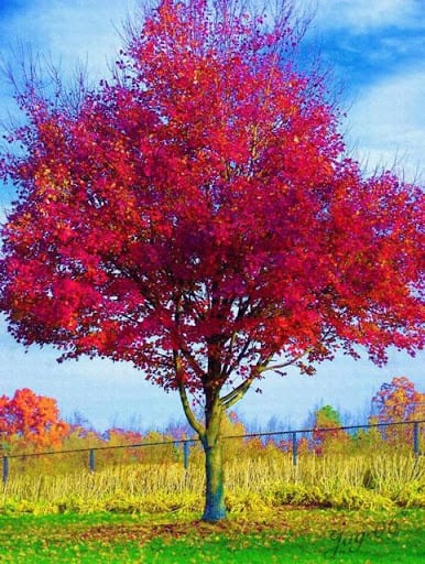 Journée nationale de l’arbre  Un enfant, une école, un arbre