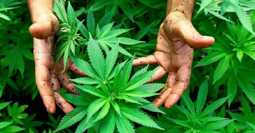 La culture de cannabis s’installe… Le kif, un plant qui pousse et qui kif