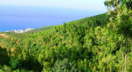 La forêt de Bainem: un bol d’oxygène pour les Algérois