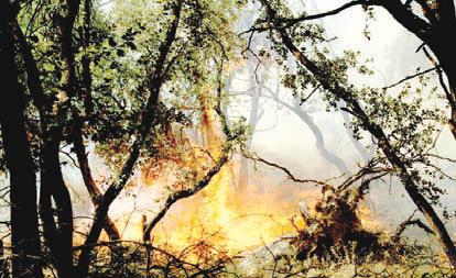 La forêt de Tikjda ravagée par les flammes