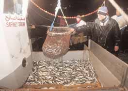 La sardine chute à 20 dinars le kilo