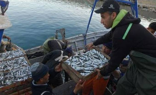 La sardine, « le poisson du pauvre », inaccessible pour le consommateur