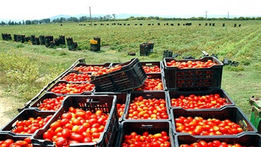 La tomate industrielle à Guelma, une filière engagée dans une dynamique de développement durable