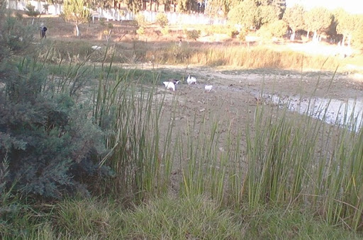 Lac de Mahelma Pollution avancée
