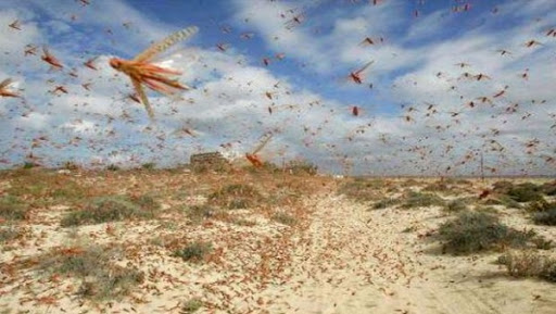 L’Algérie déploie des efforts considérables en matière de lutte préventive antiacridienne