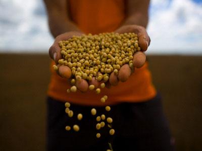 L&rsquo;Algérie serait capable de produire du soja