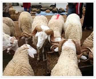 L’approche de l’Aïd El Adha dope le marché, Des moutons à 40 000 DA