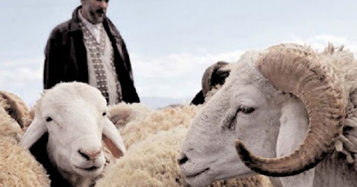L’approche de l’Aïd El Adha dope le marché: La saignée des bourses annoncée
