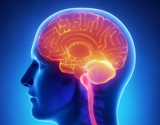 Le cerveau vieillit 10 ans plus vite en cas d’obésité ou de surpoids.