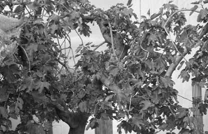 Le figuier, source d’un nouveau tabac à chiquer