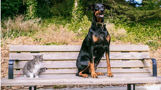 Les amateurs de chats ont moins d’amis que les amateurs de chiens, selon une étude Facebook