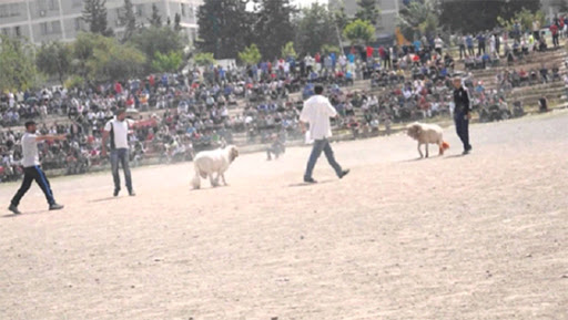 Les maquignons font leur apparition et les combats de bélier suivent