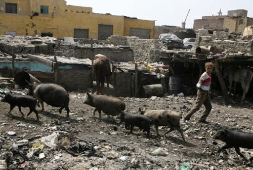 Les porcs, victimes politiques en Egypte