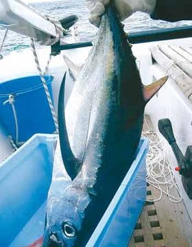 Les Turcs traffiquent dans les eaux algériennes