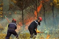 Médéa : Le feu ravage 172 hectares de forêt