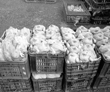 Oran : Saisie de 14 quintaux de viande avariée