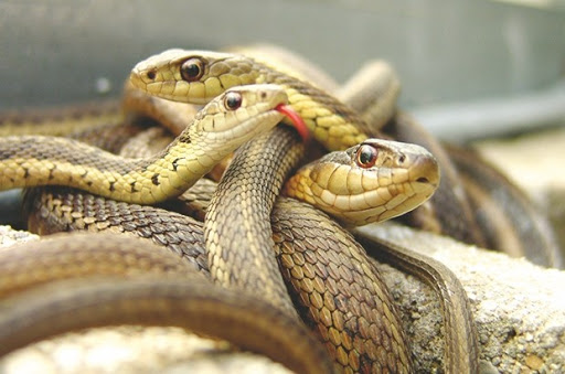 Panique dans un quartier de Mohammadia (ex-Lavigerie): Des serpents sortent de leur nid formé dans la cave d’un immeuble