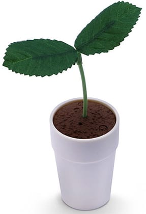 Pekoppa, la plante de Sega