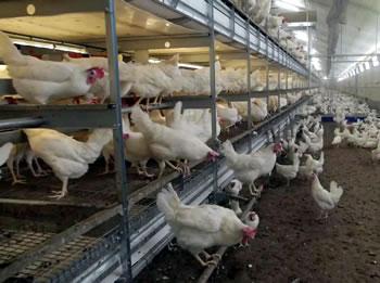 Pour lutter contre la pseudo peste aviaire: Plan d’urgence à oran