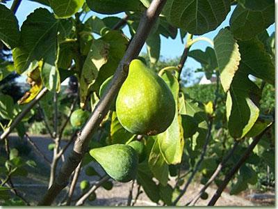 Récolte de figues abondante à Bouira