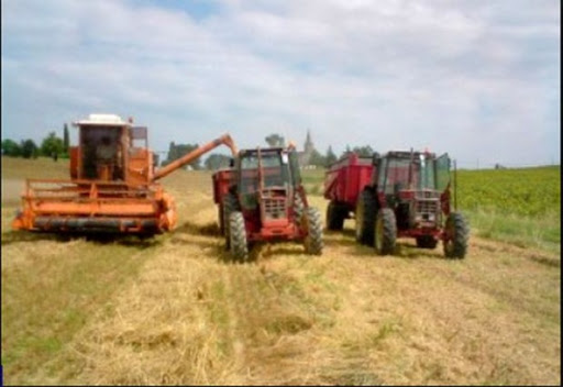 Saïda: le secteur agricole connaît un essor remarquable