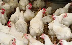 Sidi Bel Abbès : Les travailleurs des unités REMCHAVI aviculture revendiquent la régularisation de leur salaire