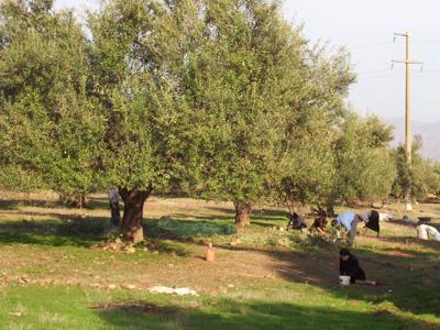 Tébessa : 8000 plants oliviers menacés par une mystérieuse maladie