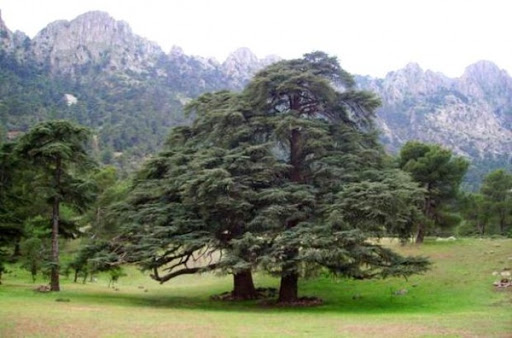Tissemsilt: la forêt Aïn Antar, un paradis au pied de l’Ouarsenis