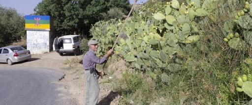 Tizi Ouzou: la 5e édition de la fête de la figue de barbarie du 11 au 13 août au village Sahel