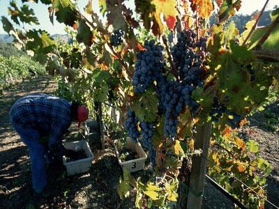 Tizi-Ouzou : L&rsquo;agriculture sauvée par les fruits de saison