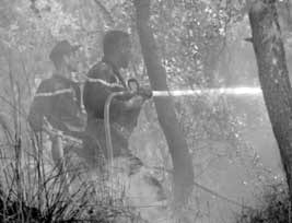 Tizi-Ouzou : Près de 700 hectares de forêts ravagés