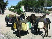 Trafics tous azimuts à Tébessa