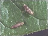 Tutta Absoluta, l’insecte prédateur des cultures maraîchères