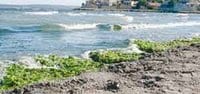 Une algue toxique à l’origine de la contamination des plages