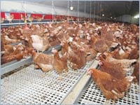 Une future baisse du prix du poulet annoncée