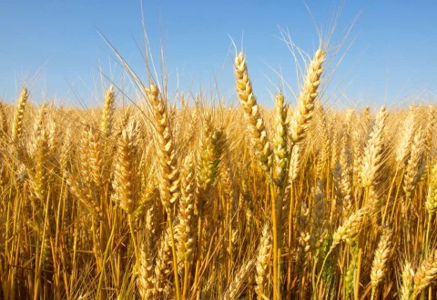 Une moisson record de céréales attendue en Russie