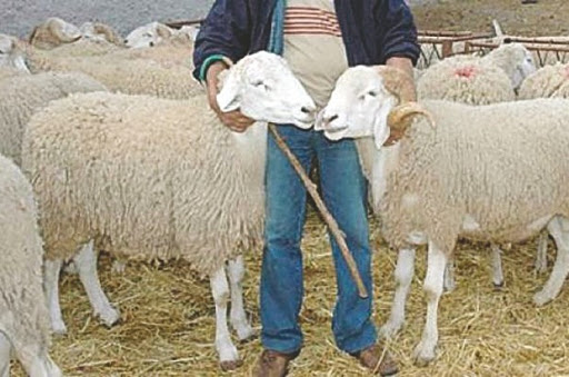 Vente de moutons de l’Aïd sur sites électroniques: Toujours aussi cher le sacrifice